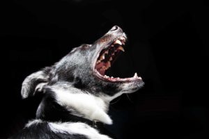 Dog with mouth wide open, showing its teeth