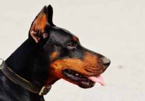 Large black dog
